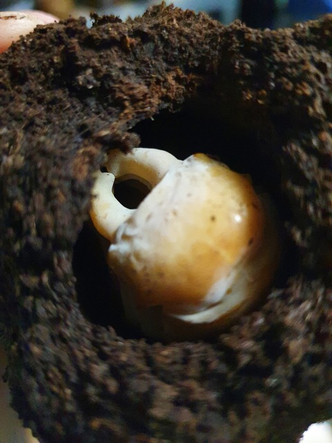 시바 14