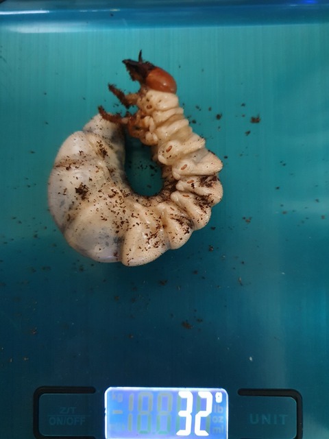 시바 9